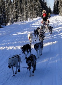 The secrets of sled dogs